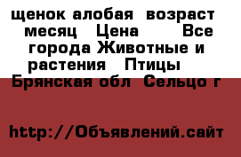 щенок алобая .возраст 1 месяц › Цена ­ 7 - Все города Животные и растения » Птицы   . Брянская обл.,Сельцо г.